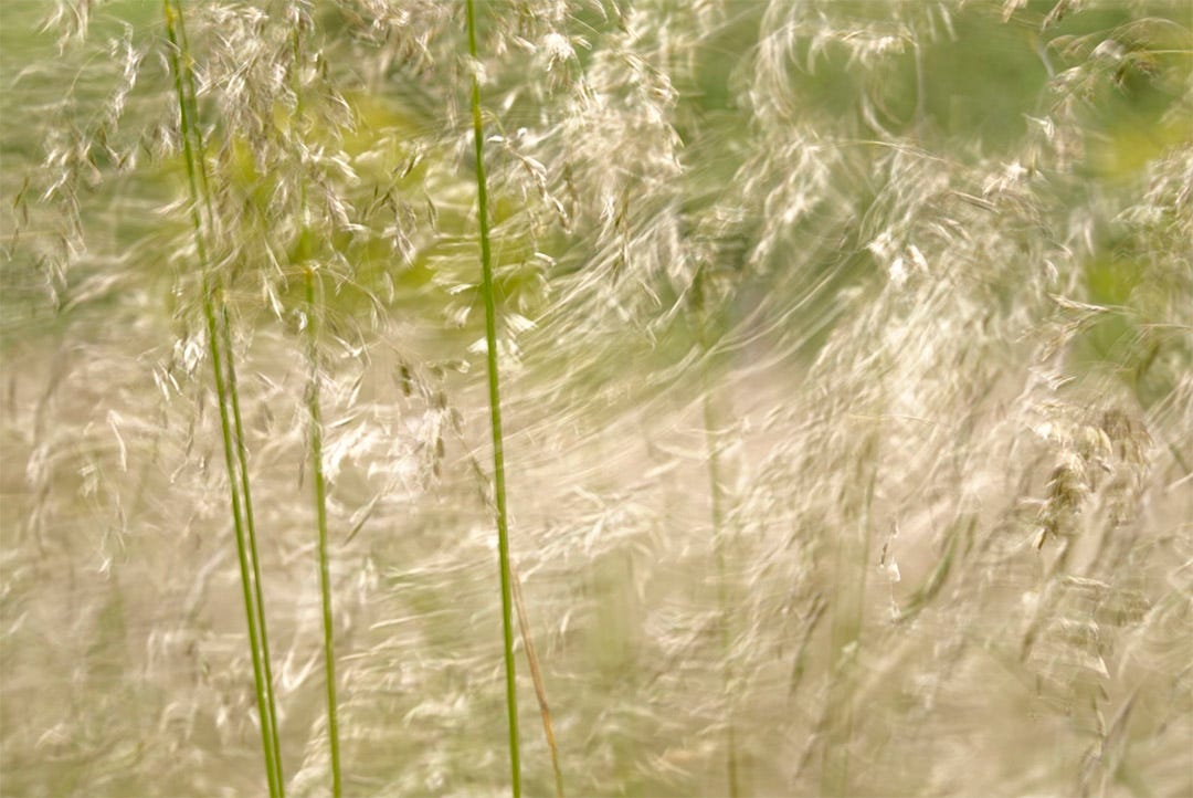 Tufted hair grass (Deschampsia cespitosa) dances in the breeze