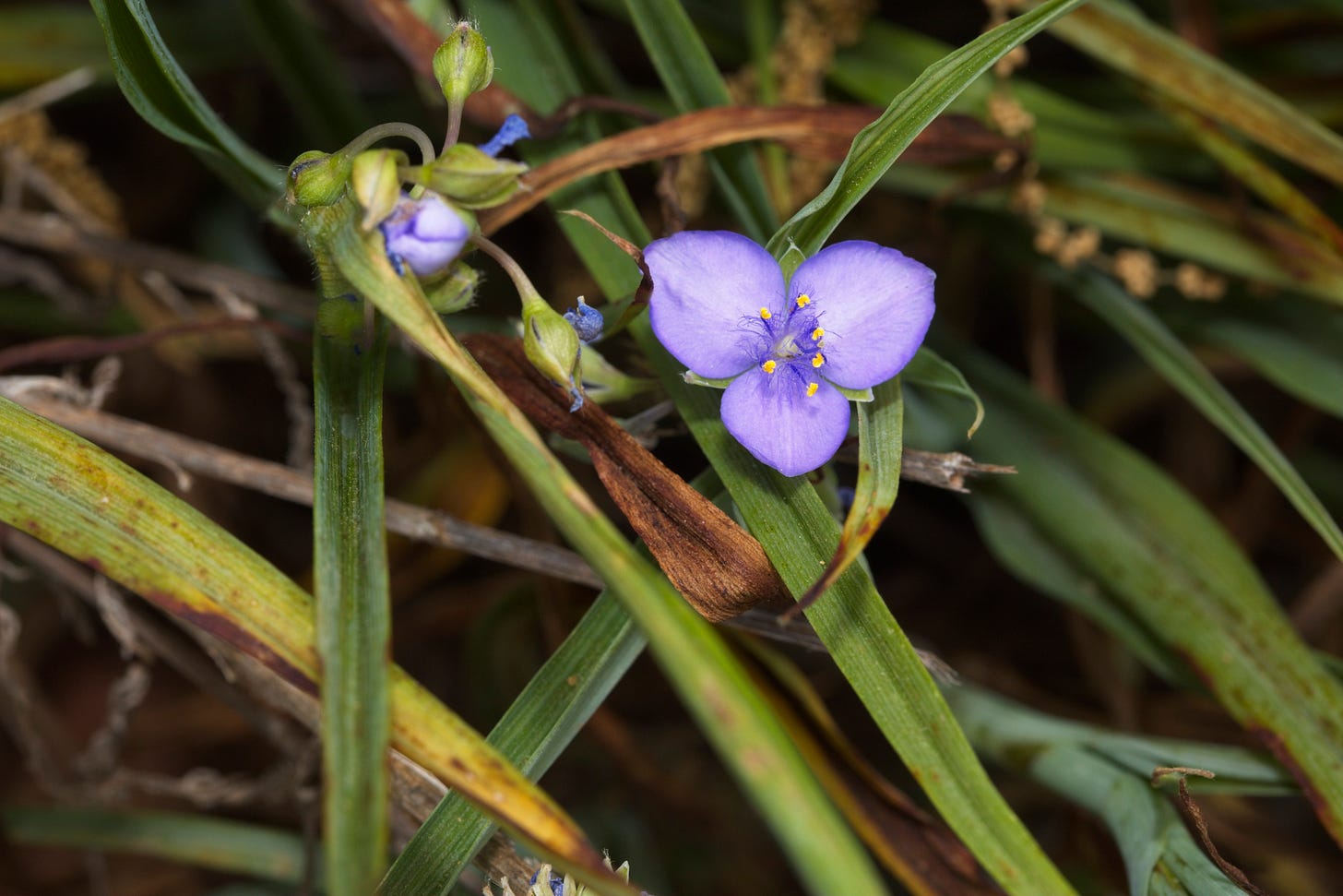 A blue-purple flower that is a triangle made of three triangular petals in the midst of a tangle of long, strappy green leaves