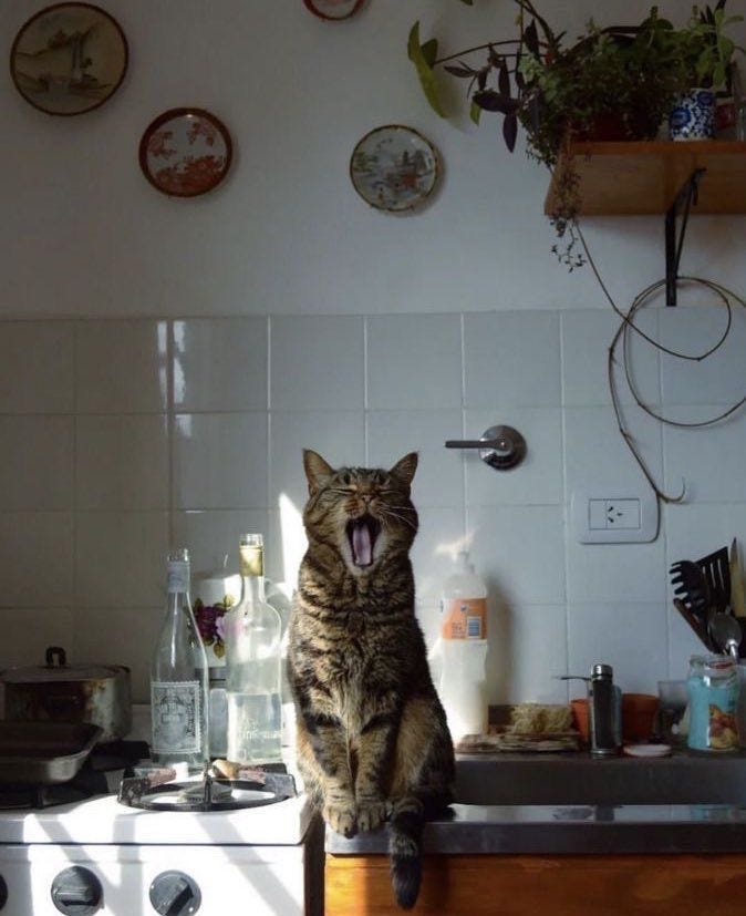 This may contain: a cat yawns while sitting on top of a stove in a small kitchen