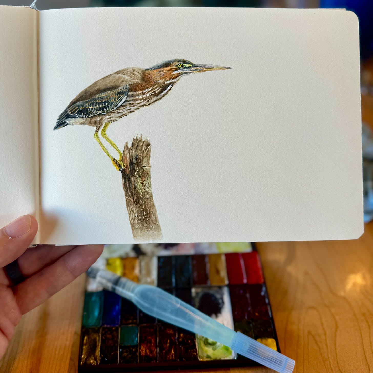 A green heron on a branch in watercolour painted in a sketchbook.  Palette and waterbrush in the background.