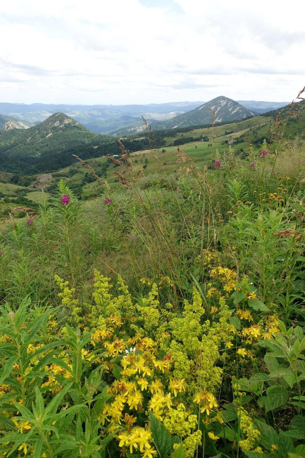 Wild Flowers at Mont Mézenc Wild Flowers at Mont Mézenc