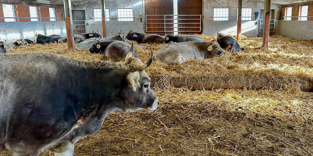 Was es für Landwirtschaft und Klima bedeutet, wenn wir weniger Fleisch essen