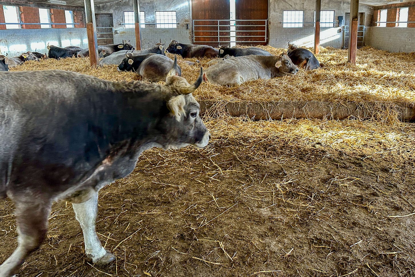 Grauvieh-Rinder in einem hellen Laufstall: Mehrere Tiere liegen entspannt auf Stroh, während eine Kuh im Vordergrund über den Stallboden geht; Tageslicht fällt durch Fenster und Tore in den Stall.
