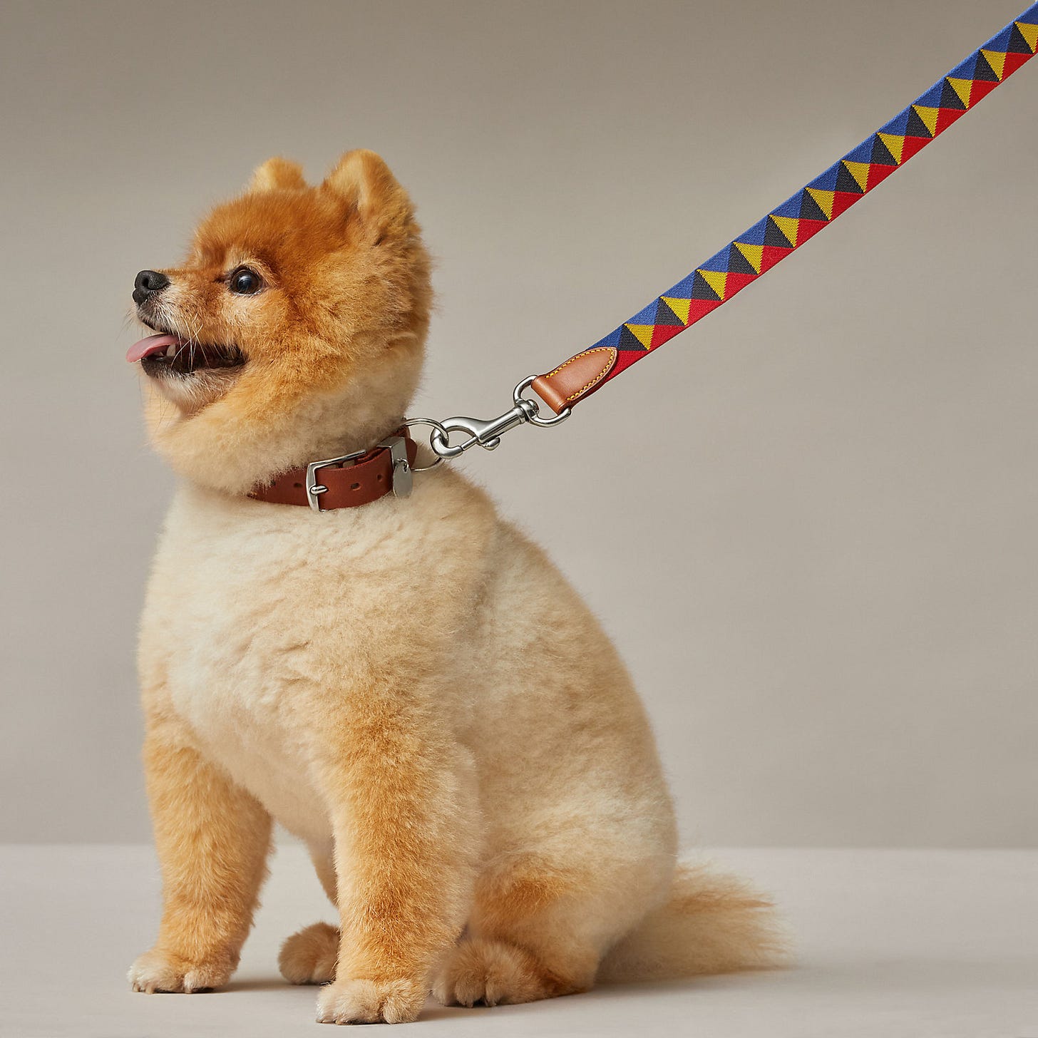 View: Worn, Medor dog leash