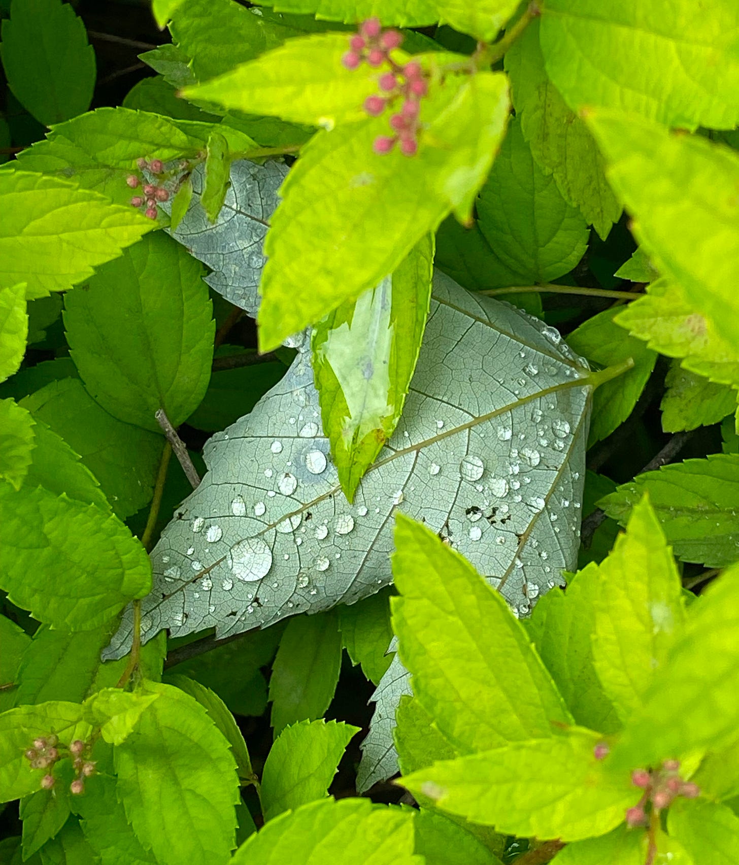 Dewdrops on the back of a leaf.