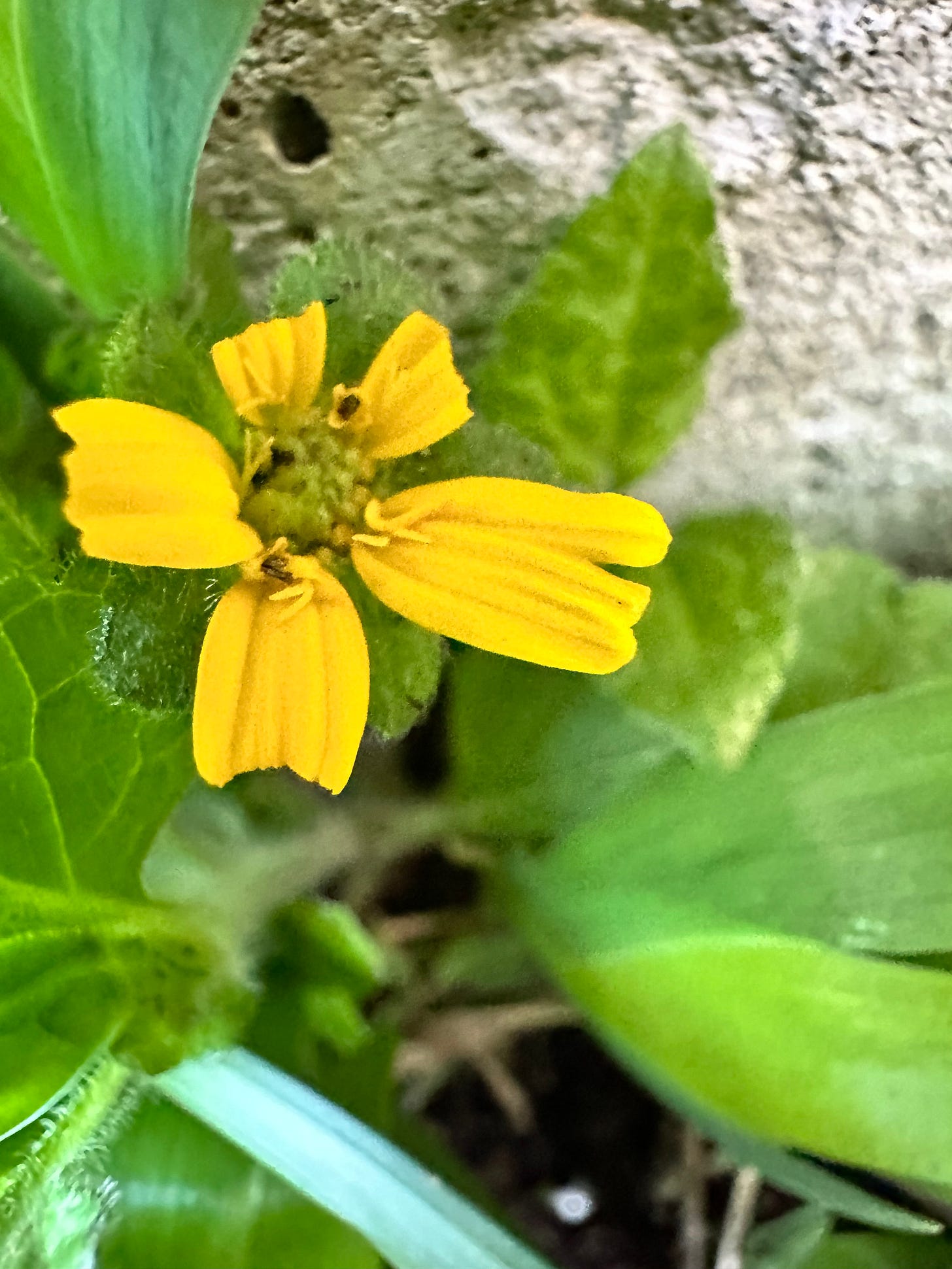 gold and green flower