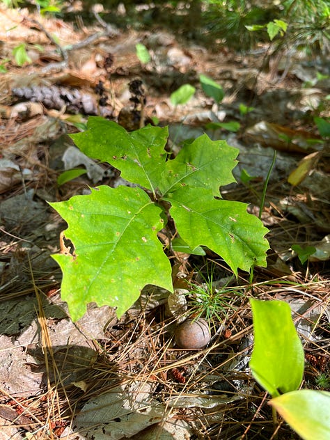 Oak trees - one that just sprouted to a large oak