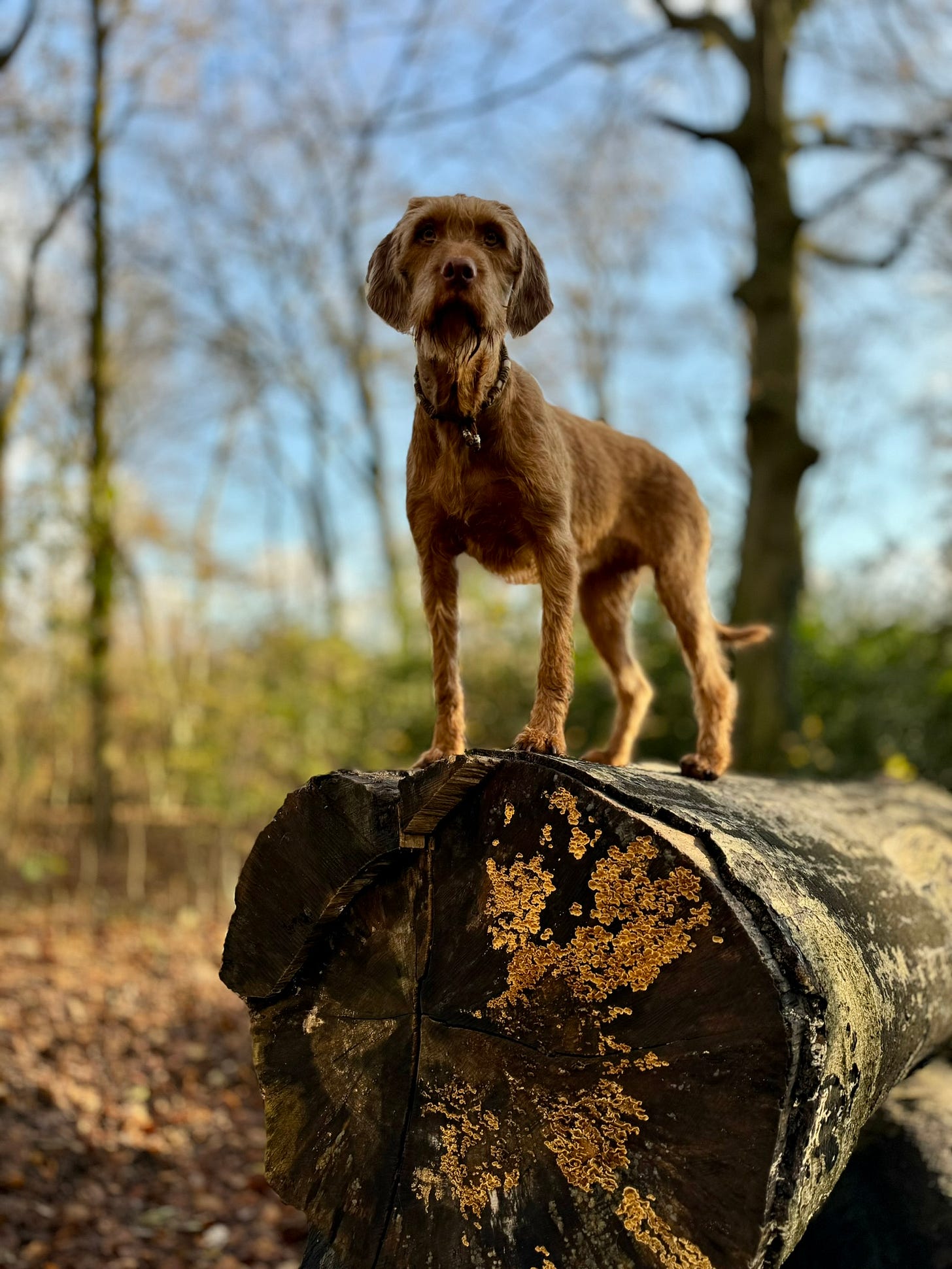 Working dog standing tall on a fallen log with golden fungi, symbolising strength, resilience, and the nutritional benefits of mushrooms for canine athletes.