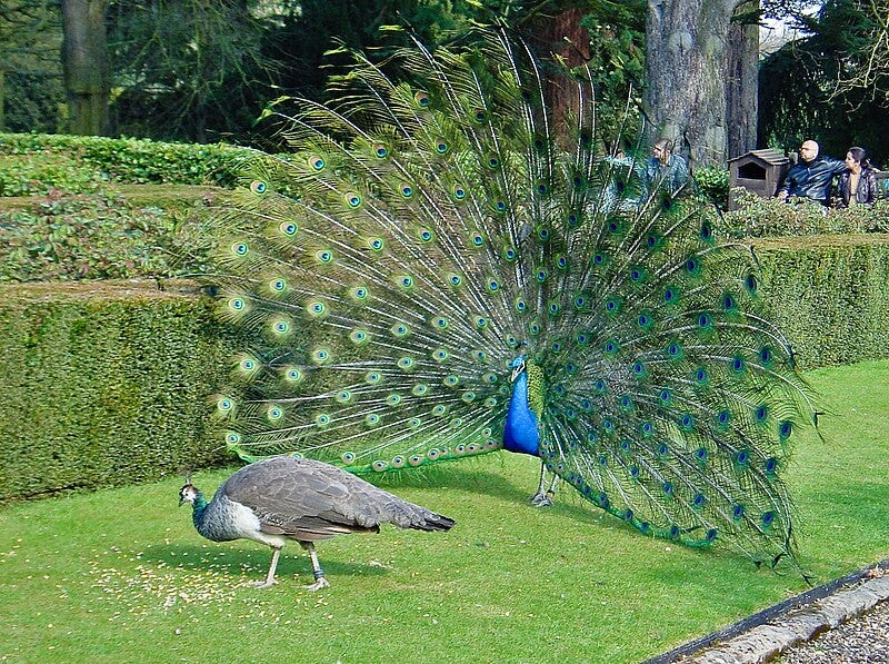 Peacock_Wooing_Peahen.jpg