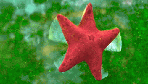 Finding Nemo Starfish GIF Finding Nemo Starfish GIF
