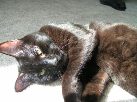 Gizmo_Sunbeam_Cats_Like_Sunbeams Gizmo_Sunbeam_Cats_Like_Sunbeams