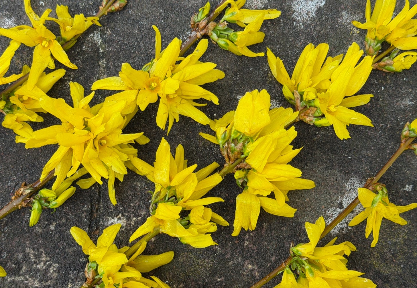 Stems with yellow flowers