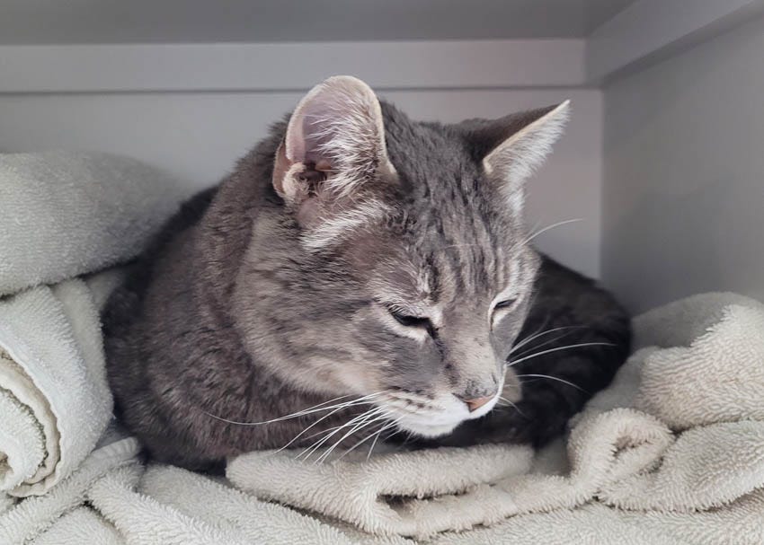 A grey tabby cat napping on old white towels on a bathroom shelf