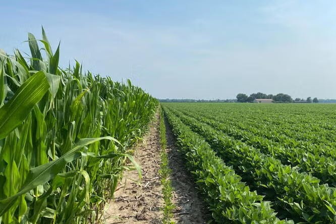 Rows of green genetically modified corn meeting soybean field under a clear blue sky