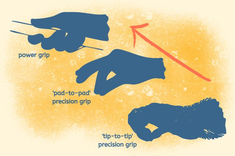 skeletal shift that enabled human innovation.