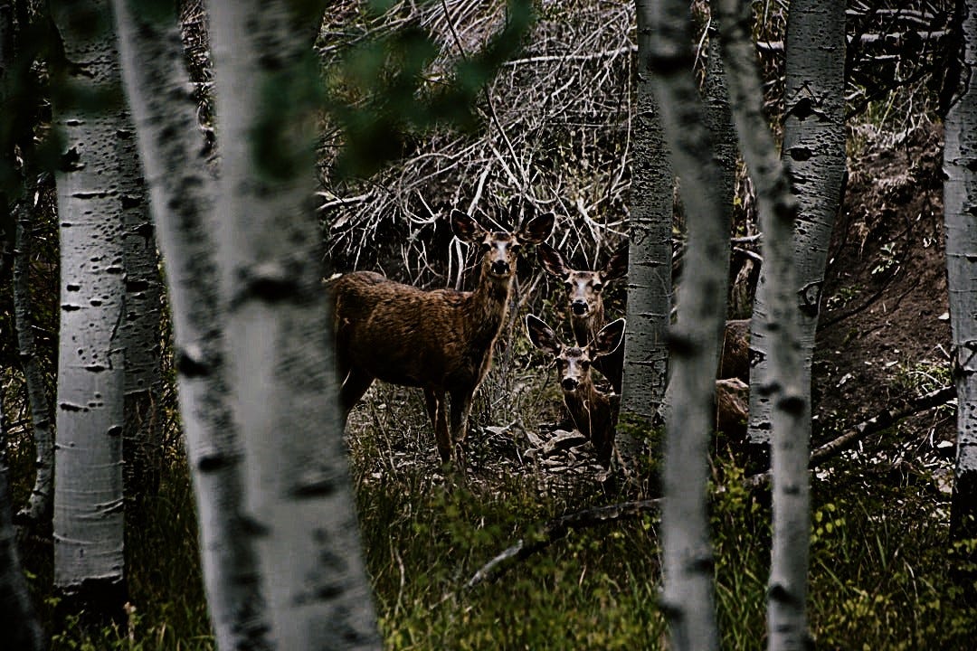 Three deer in a birch wood. Filtered for a night scene.