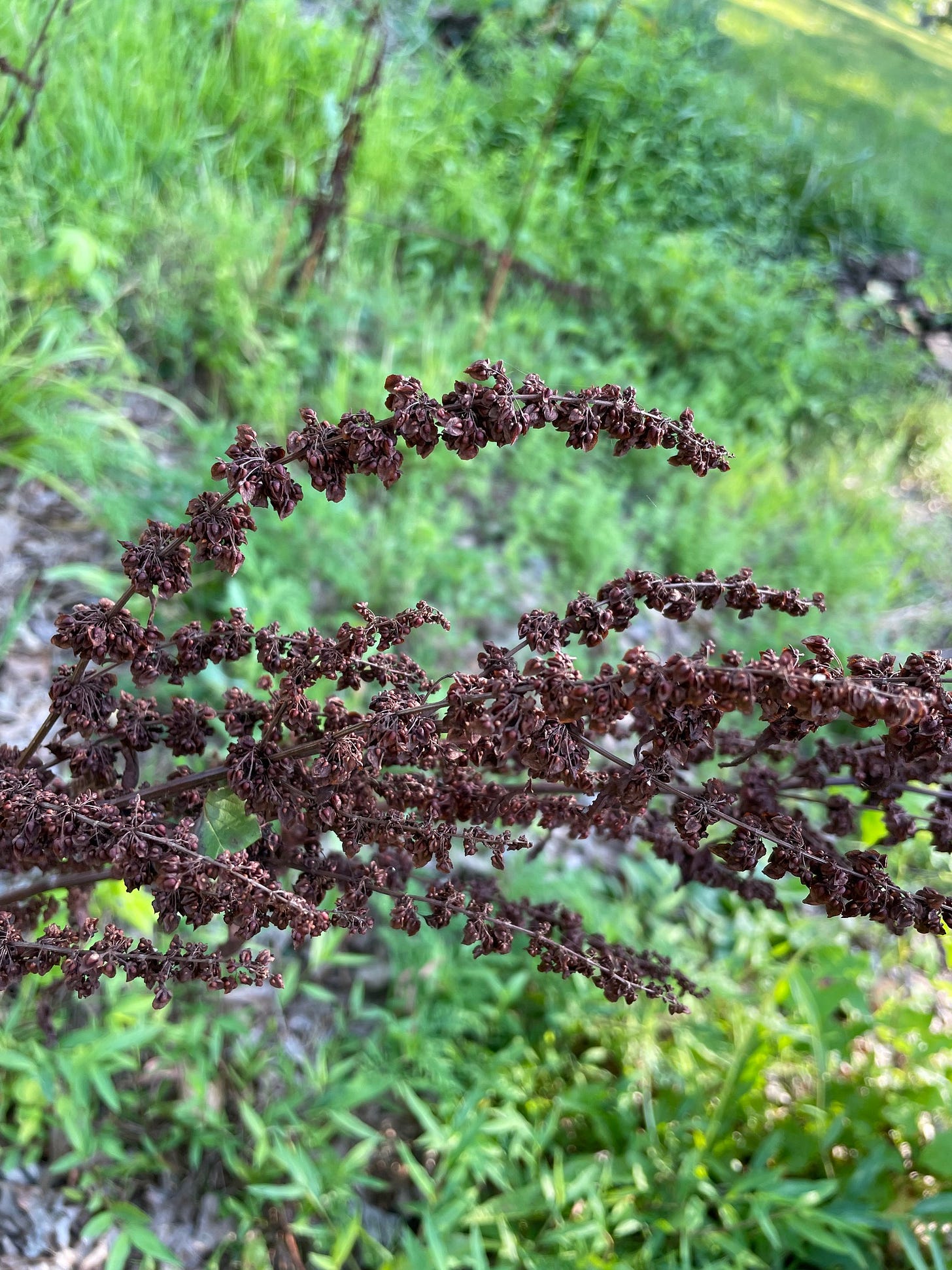 Use the red brown stems and seeds of Yellow dock as markers for where you’ll find leafy rosettes and roots in the coming spring. Use the red brown stems and seeds of Yellow dock as markers for where you’ll find leafy rosettes and roots in the coming spring.
