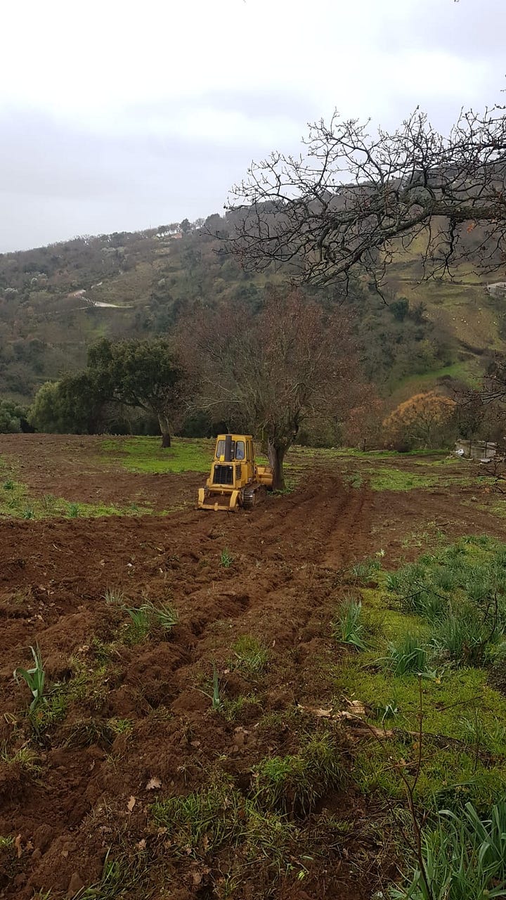planting our Sardinian vineyard