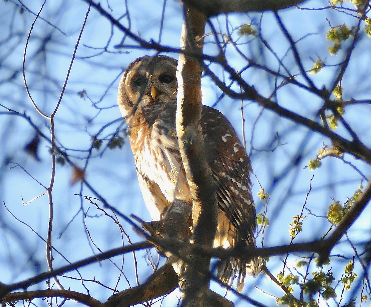 Barred owl in a tree