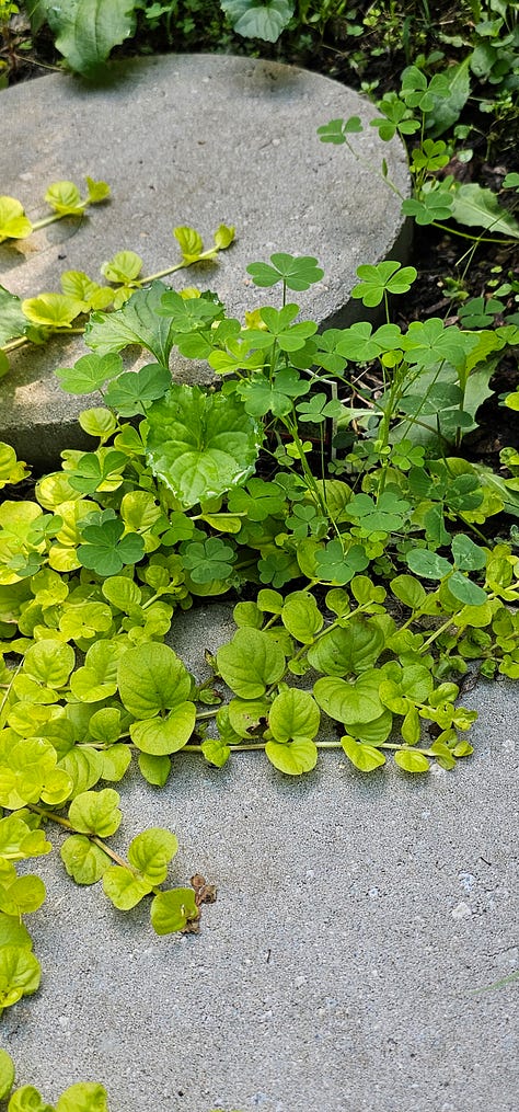 Oxalis plants
