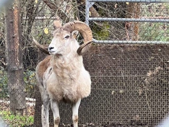 Picture of a giant sheep - Montana Mountain King