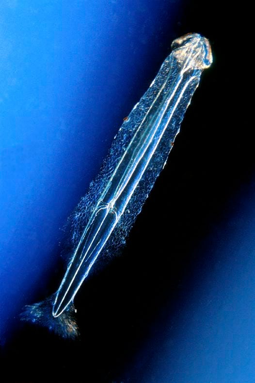 Zoo photo of the day: Chaetognatha (arrow worms)