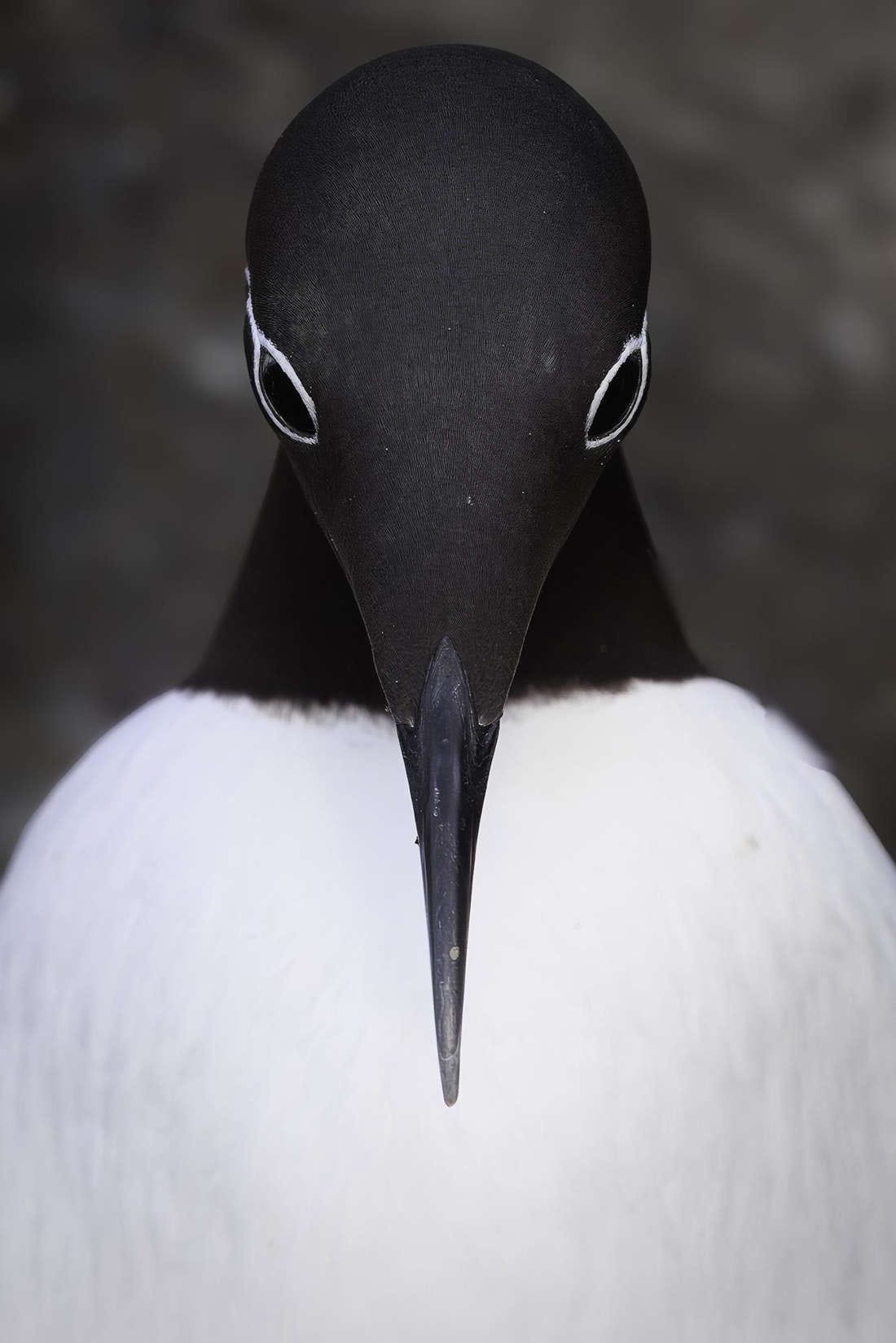 un ave blanca y negra con el pico hacia abajo, fotografiada de frente en simetría casi perfecta