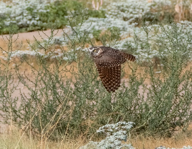 20260825-BurrowingOwl-55-Edit.jpg 20260825-BurrowingOwl-55-Edit.jpg
