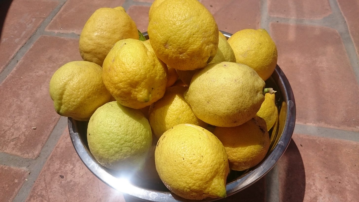 A stainless steel bowl overflowing with freshly picked lemons