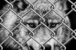 Correctional Law Enforcement Cadre Substack