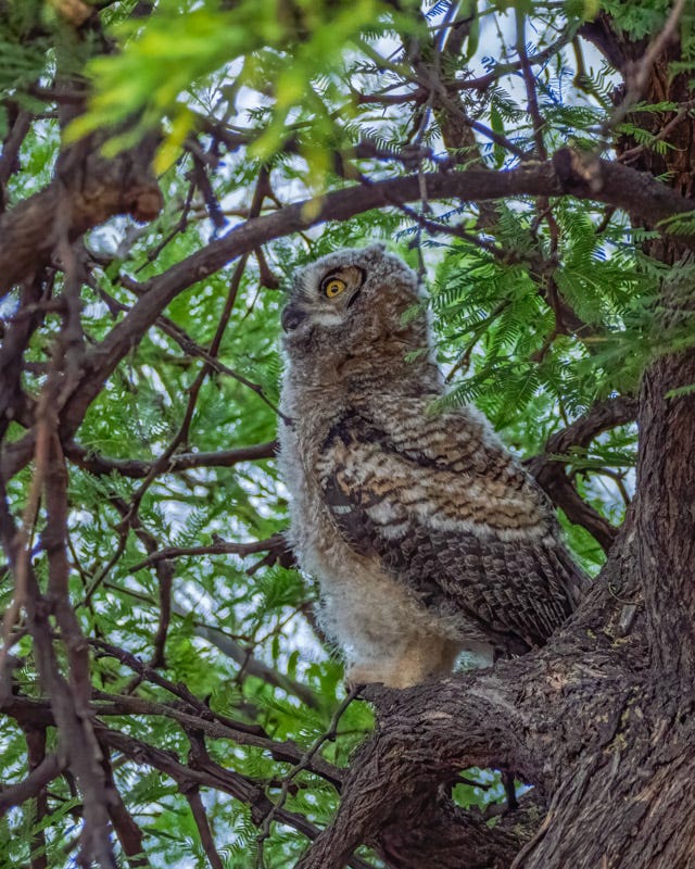 20260503-owl-20-Edit.jpg 20260503-owl-20-Edit.jpg