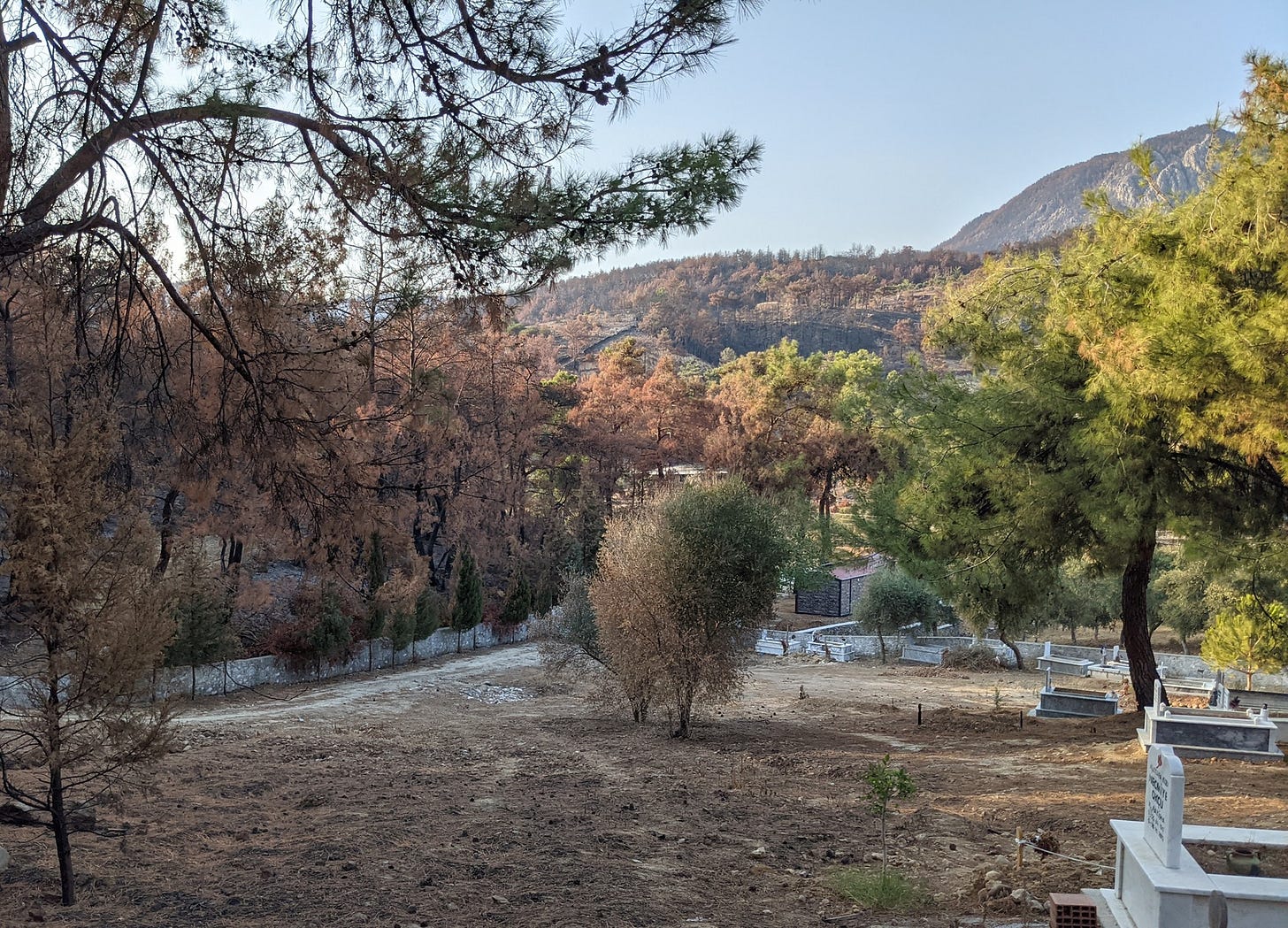 Bir mezarlığın içinden çekilmiş bir fotoğraf. Say tarafta, yakından uzağa doğru birkaç mezar görünüyor. Sol tarafta mezarlığın sınırı olan alçak duvar var. Arkada tepeler, mezarlışın içnde ve dışında ağaçlar. Sol tarafta, mezarlığın dışında hep yanmış ağaçlar. Sağ tarafta ise yeşil, yanmamış ağaçlar. Tam ortada bir tek ağaç. Sol tarafı yanmış, sağ tarafı yanmamış. Çarpıcı bir görüntü.