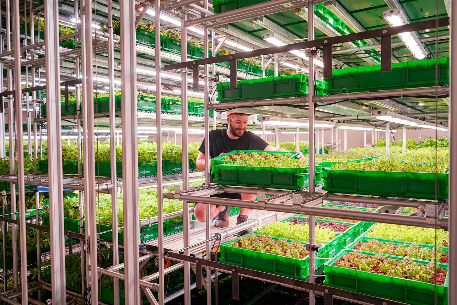 Area 2 Farms: Always Organic, Always Local