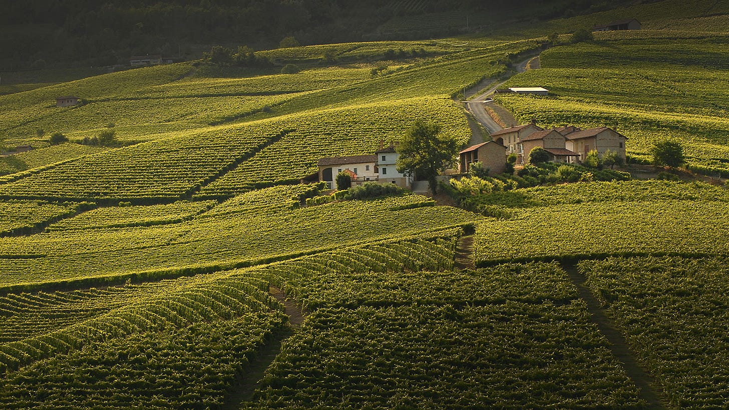 Cerequio, The Most Prestigious Vineyard In Barolo - Michele Chiarlo