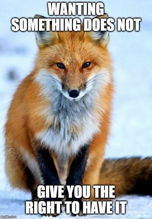 This may contain: a red fox sitting in the snow with caption saying wanting something does not give you the right to have it