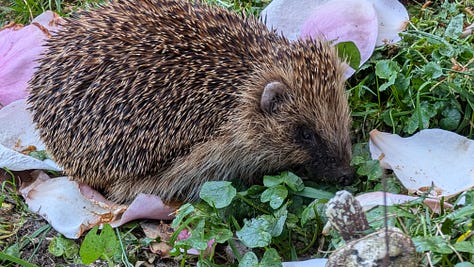 Spring flowers and two visitors - a bluetit at the window and a hedgehog in the garden