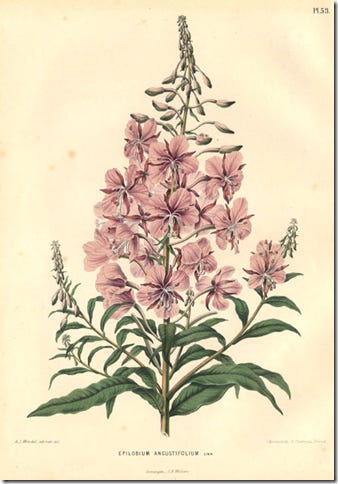 From the Spring Foraging Cookbook: Fireweed and Forsythia