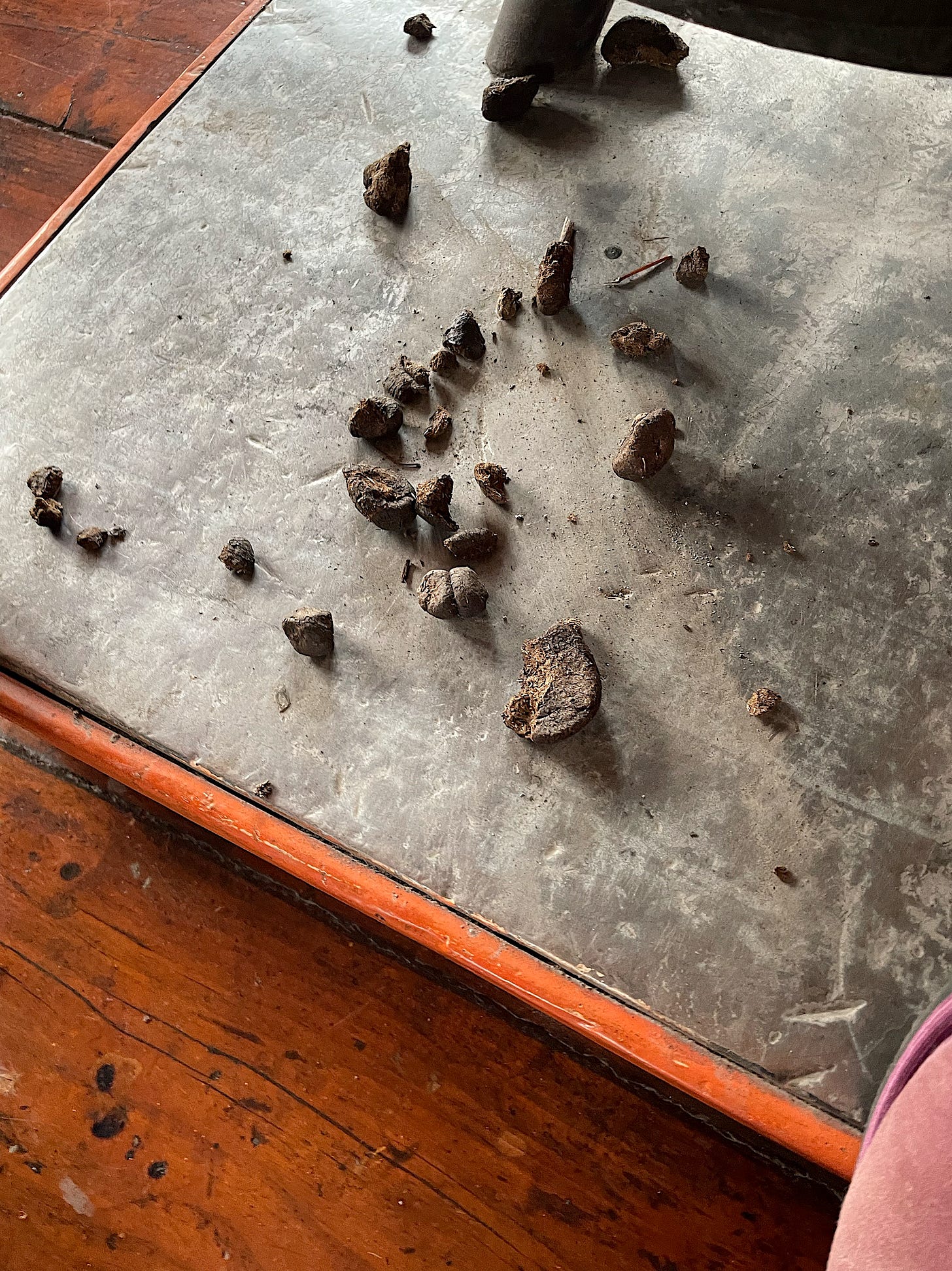 Chris accidentally let a bunch of dung fall out of the stove. It’s really dry, though.