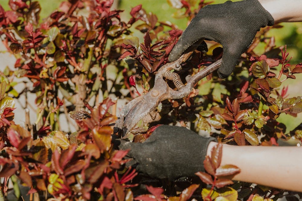 a person with gardening gloves and gardening gloves is weeding a bush a person with gardening gloves and gardening gloves is weeding a bush