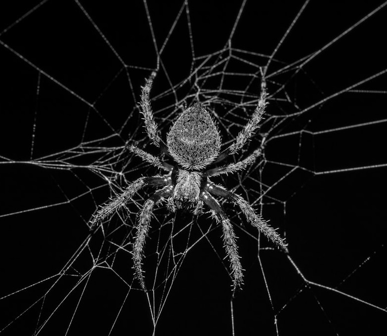 grayscale photography of spider grayscale photography of spider