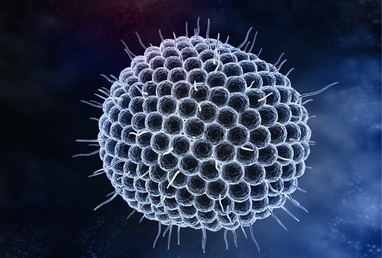 Chickenpox (Varicella) – NFID