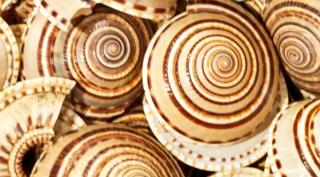 Many beautiful seashells create an intricate spiral pattern.