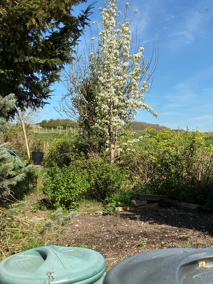 Various pictures of a pear tree in blossom