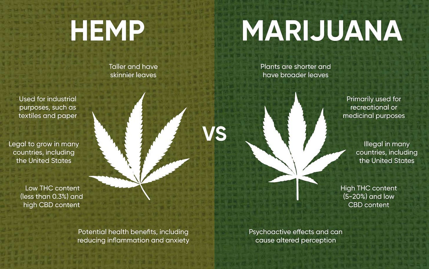 Hemp vs. Marijuana: What's the Difference? | MONTKUSH