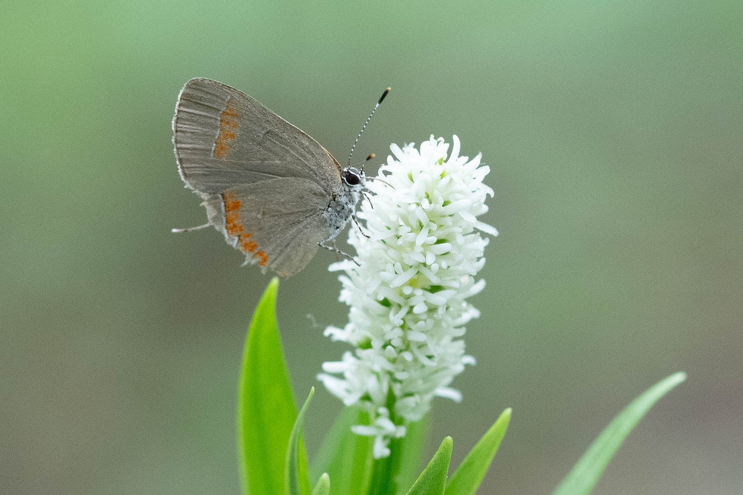 A small gray-brown butterfly with a red orange band parallel to the border on the outer edge of each wing, on a long stalk of many small white flowers