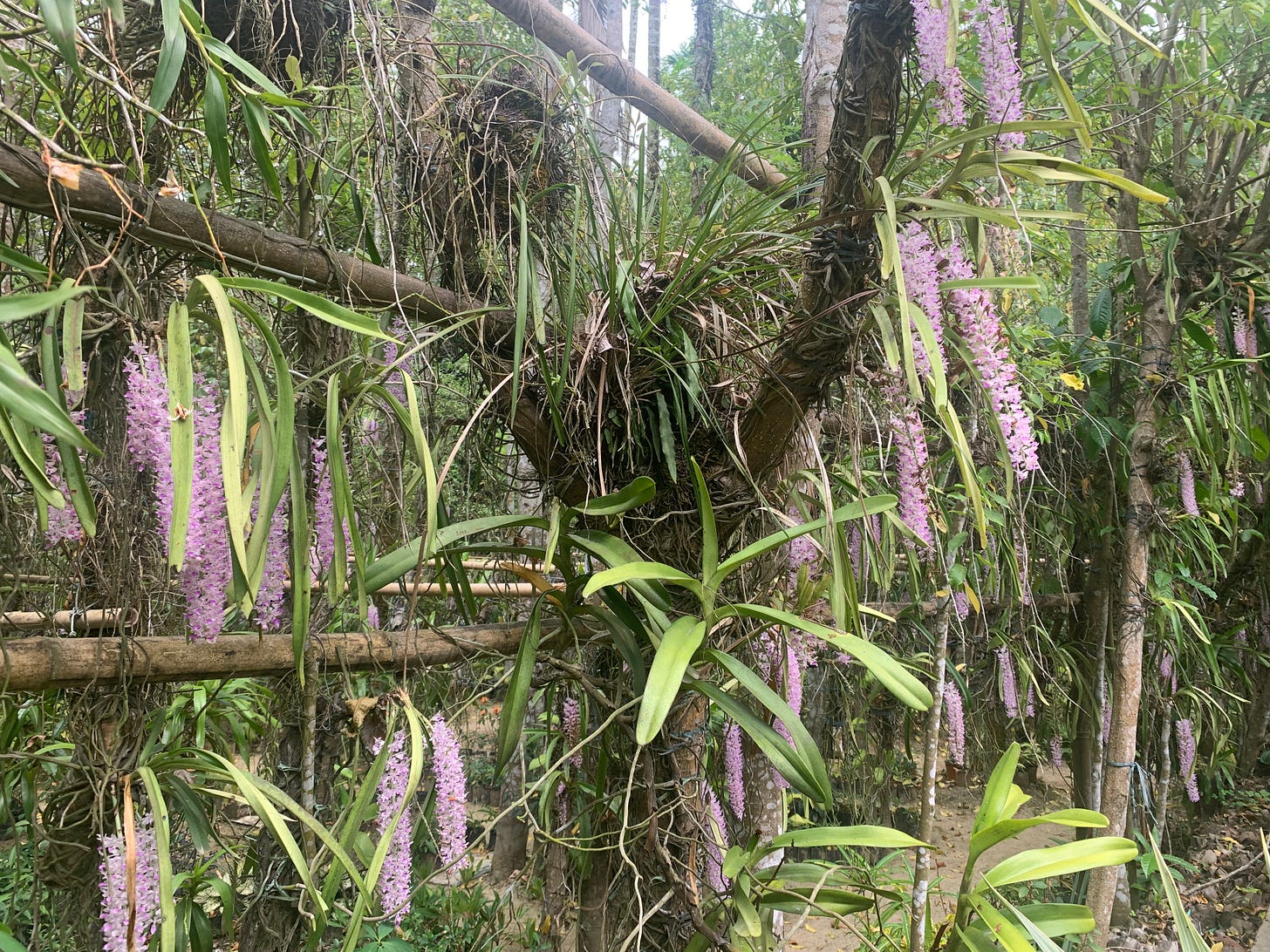Kopou Conservation by Mithu Gogoi