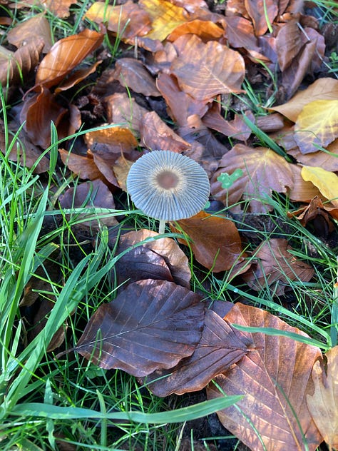 Rosehips, beech nut shells, mushrooms growing in a woodland, a tree with two yellow leaves and two bullaces hanging from otherwise bare branches.