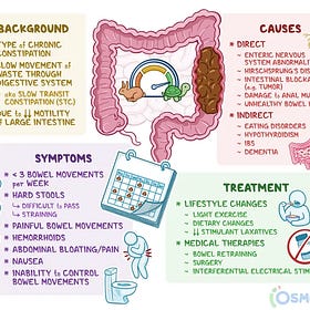 Can Chiropractic Help Normalize Digestive Flow?