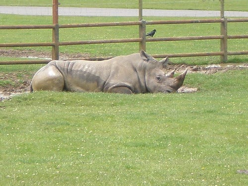 longleat 071 longleat 071
