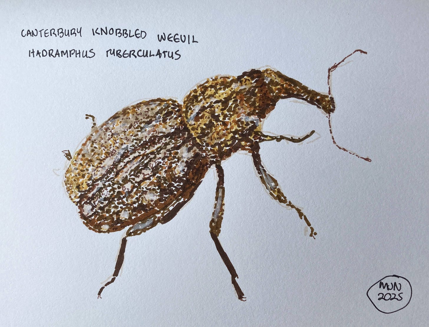 A felt pen drawing of a mottled brown beetle with a knobbly shell, the Canterbury knobbled weevil, Hadramphus tuberculatus